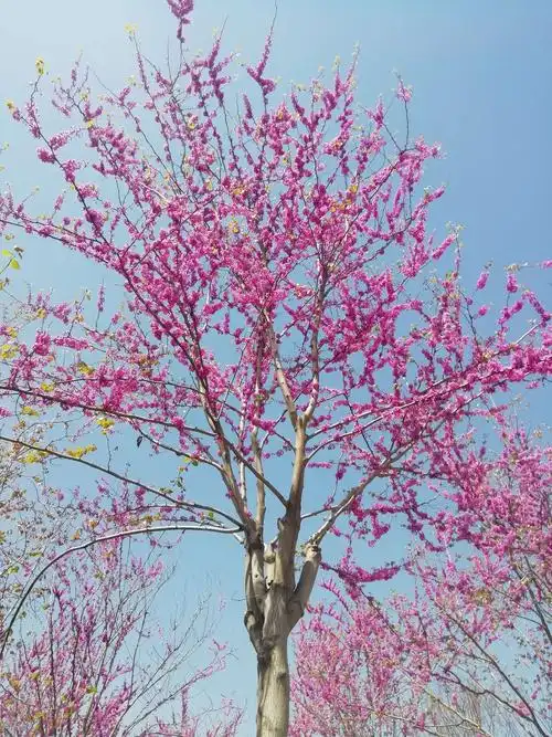 嫁接的玫红色巨紫荆,真的太惊艳