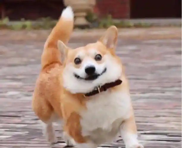 又一位"沙雕表情包"本体去世了!