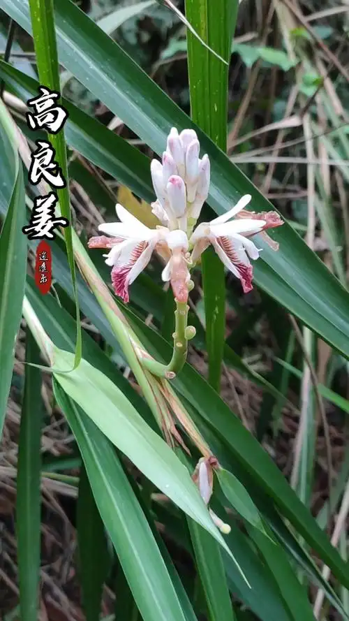 认识中草药#百草中药之高良姜,姜科山姜属植物,具根状茎,草本温性祛