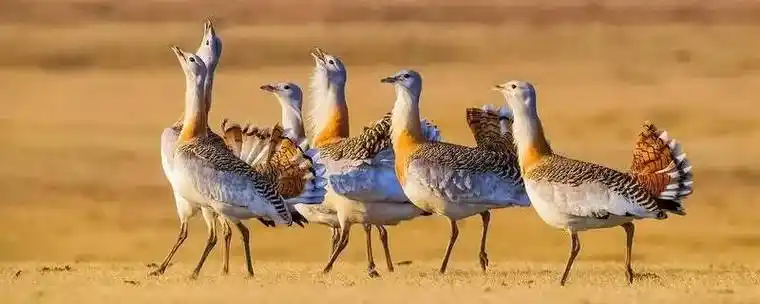 地蹼咬人吗-平源百科