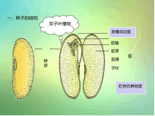 七年级生物上册312种子植物课件新版新人教版