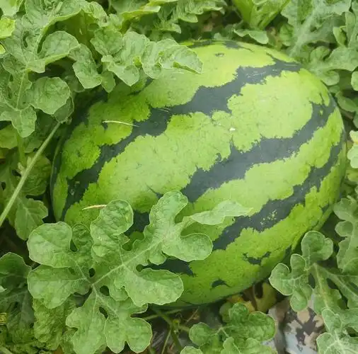 开抢东北大西瓜牛市倍限量2000个