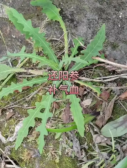 还阳参能增加发动机公里数