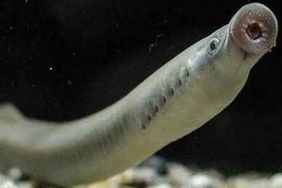 僵尸鱼是什么鱼僵尸鱼特点及介绍