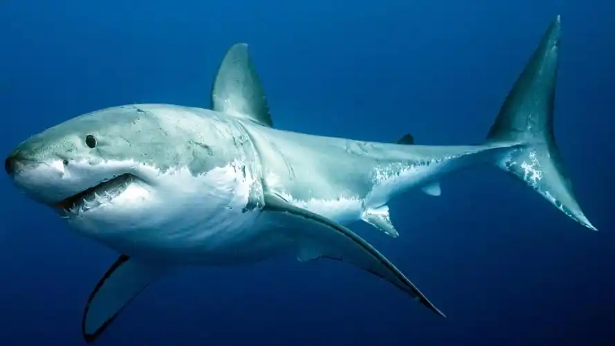 大白鲨是海洋中的顶级掠食者,是个致命的杀手,一个动物要在大白鲨的