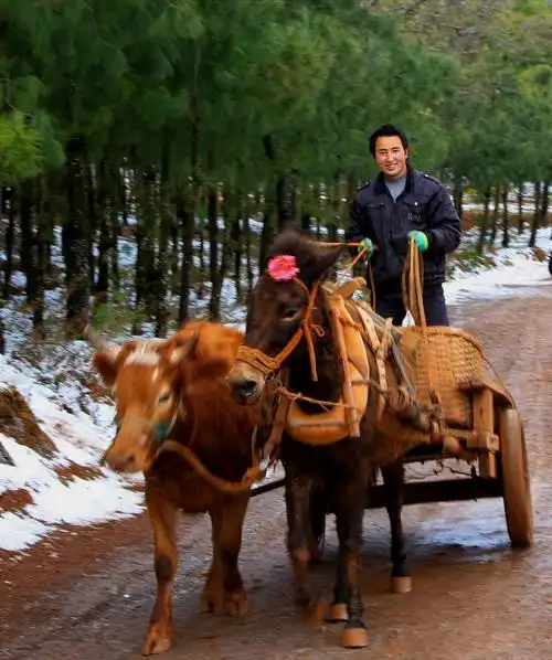 牛马一起拉车,第一次见