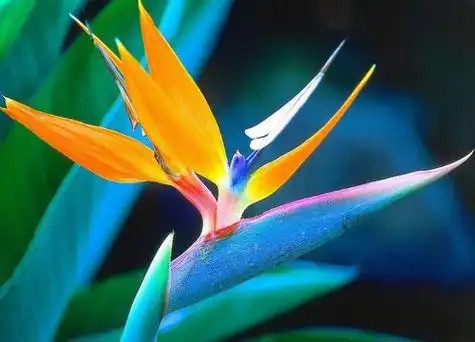 代表和平的植物有哪些-植物说