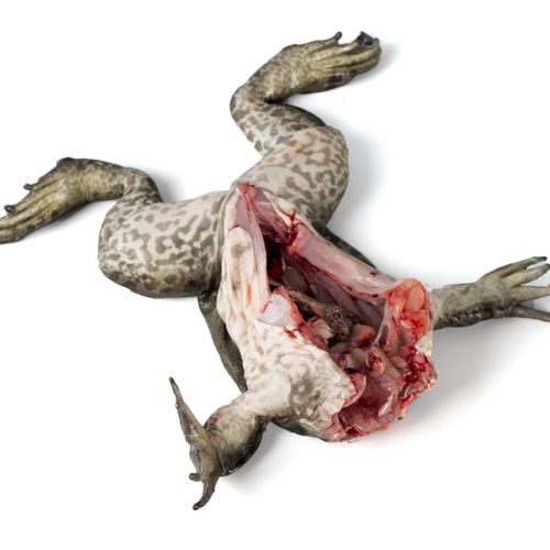 活杀牛蛙1只107斤5份江浙沪包邮新鲜去头不去其它