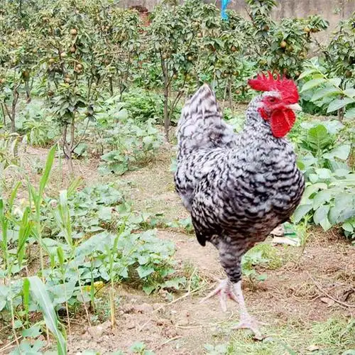 广东鸡苗批发市场国内专业的禽苗供应藏鸡苗