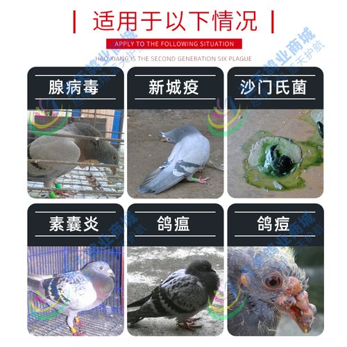 鸽药新城疫腺病毒沙门氏菌防治豪翔鸽子药六疫清赛信鸽用品水绿便