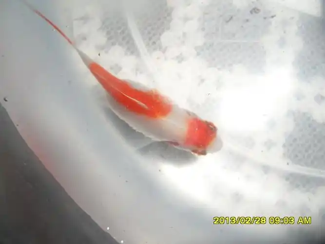 我的金鱼怀孕了么,4cm