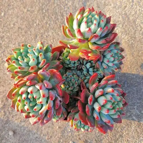 老桩苹果多肉植物蓝精灵花卉净化空气绿植办公室阳台多肉植物