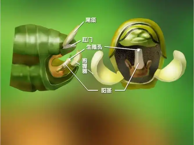 p>外生殖器(genitalia)是昆虫生殖系统的体外部分,是用以 a target="