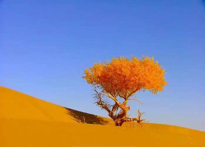 其它 生如胡杨 写美篇"胡杨树寓意人无私奉献,精神顽强.