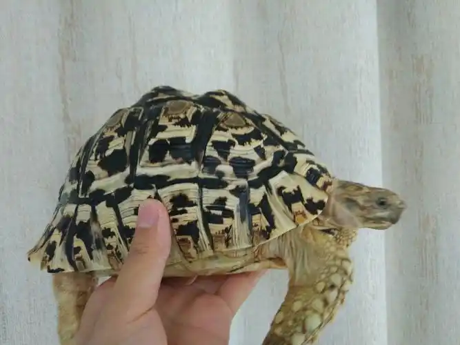 为什么知乎没有聊豹纹陆龟的呢? - 知乎