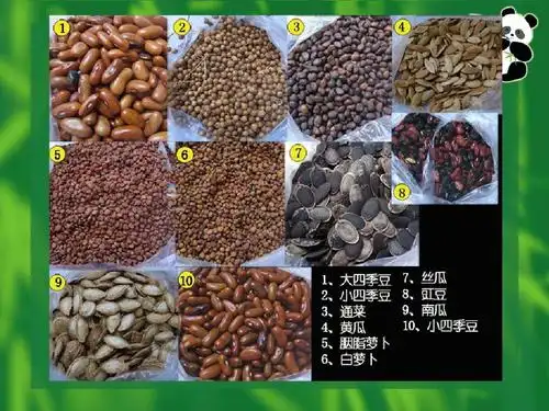 无忧文档 所有分类 农林牧渔 林学 四川农业大学植物学课件04种子与