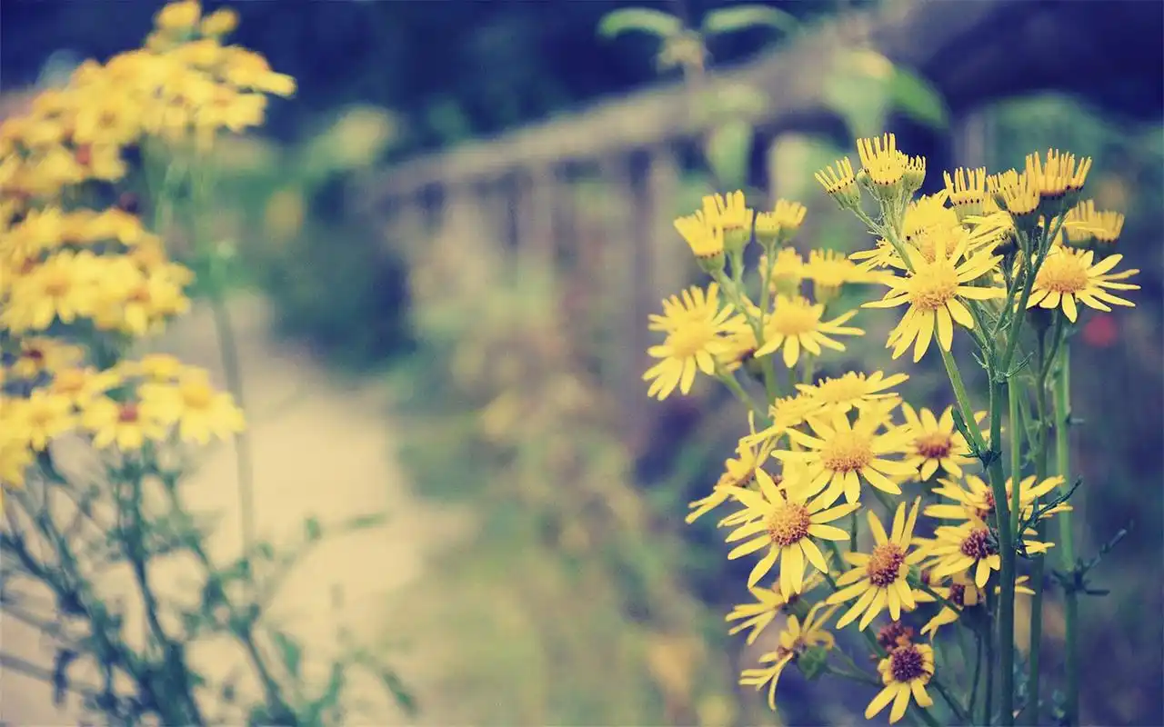 唯美好看的小清新高清花朵特写桌面壁纸下载第二辑高清大图预览1920x1