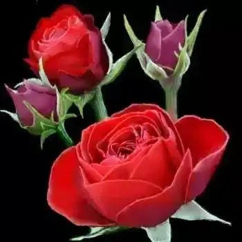 999朵玫瑰代表什么专题之明日7月7,999朵玫瑰送给群里的朋友,太美了