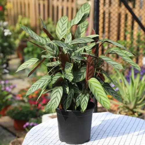 盆栽客厅办公室内绿植花卉盆栽盆景弹痕大苗带盆栽好 原盆[新飞羽竹芋