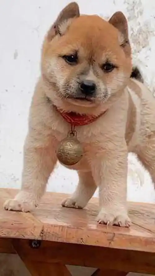 中华田园犬 #柴犬 #金钱尾田园犬 #招财进宝 #小狗崽 #奶狗音