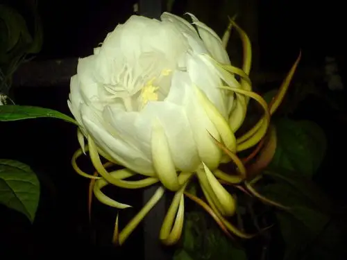 昙花一现短暂的美丽盛开高清电脑桌面壁纸