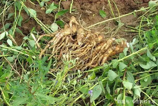 3年前桔梗30元一斤