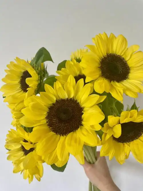 花努力迷你柠檬向日葵