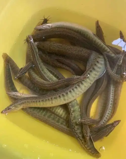 这种鱼的名字带"鳅"字,但是它和泥鳅没有关系,也是美味佳肴