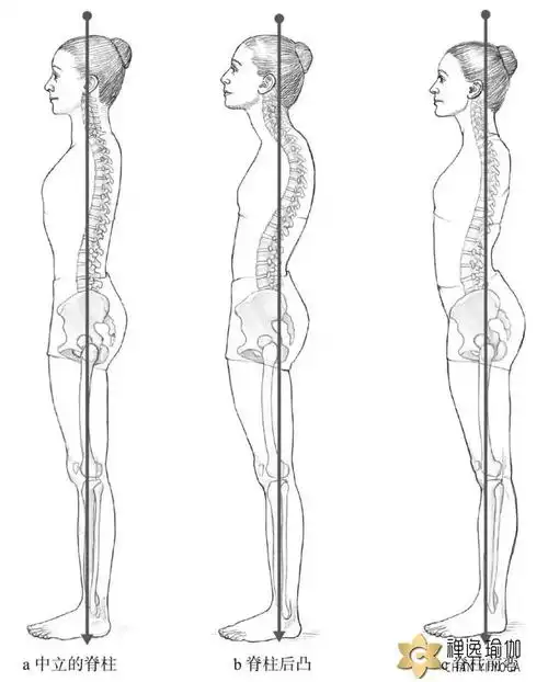 西安瑜伽培训导师分享瑜伽是如何塑造良好体态的?