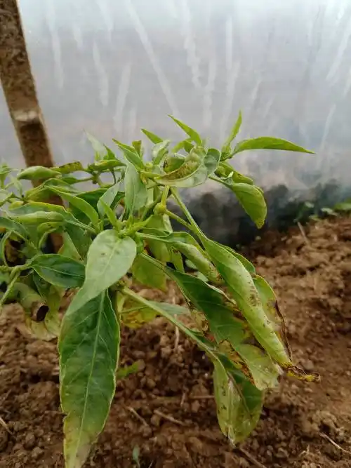 老师,您好!大棚种植的辣椒,叶黄,枯,生长慢,矮株,是什么病?要怎么治疗