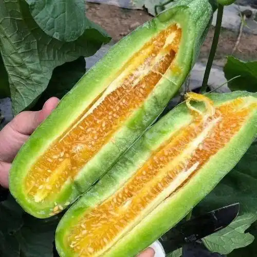 甜瓜羊角蜜满足您挑剔的味蕾吃上一口就