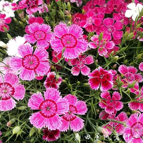 五彩石竹春秋种子种多年生耐寒花籽室外庭院绿化草花种子美国石竹