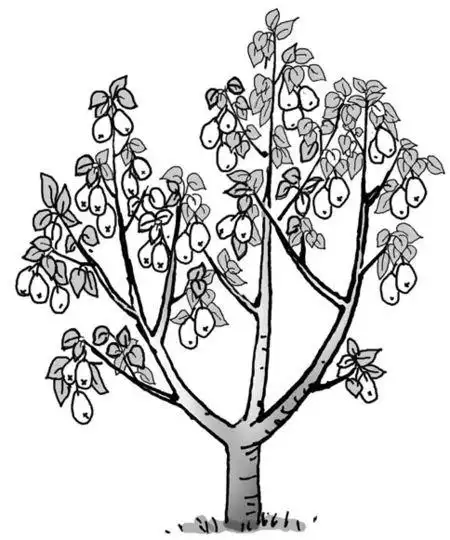 梨树主要害虫有哪些绿色防控技术?