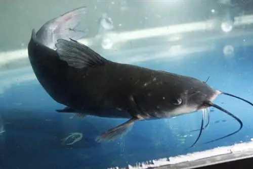 五子鱼庄生态江团鱼.