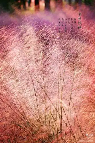 英西黄花公园一粉黛乱子草