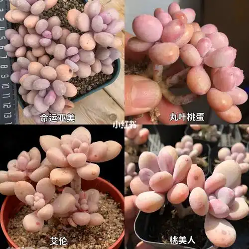 品种辨析2:桃蛋腰子蛋命运丸叶桃美人艾伦