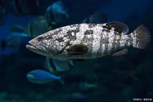 老虎斑是一种鱼类,体长椭圆形,侧扁而粗壮.