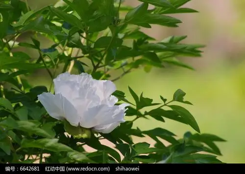 一朵盛开的白色牡丹花