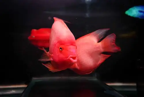 热带鱼.红鹦鹉