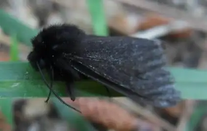 这是什么蛾子?全体黑黑的.