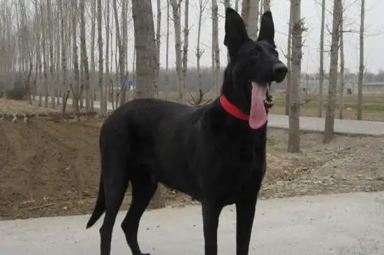 黑狼犬与黑狼狗区别