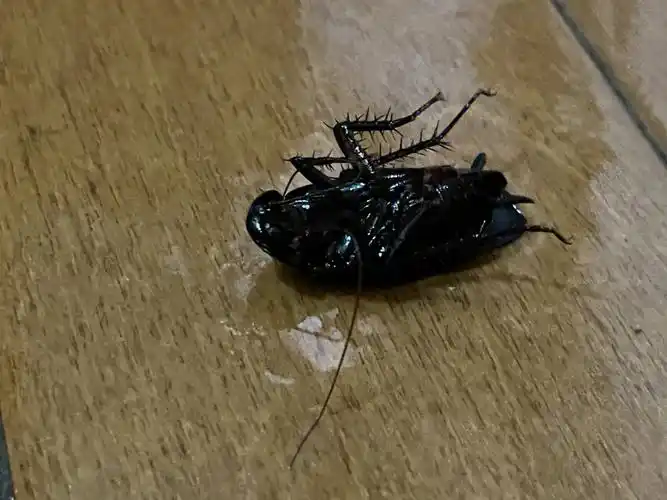 日本蟑螂09太大了恶心08