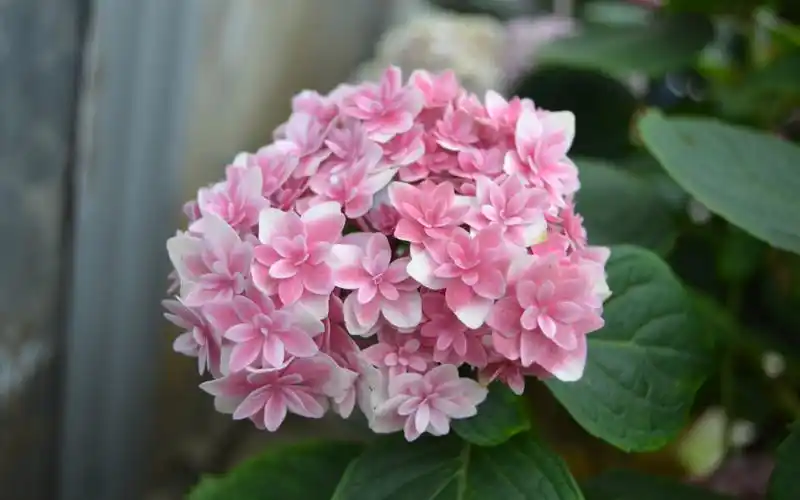 绣球—辉夜姬,非常精致好看的一款绣球,开花早,花量大,今年已经有29朵