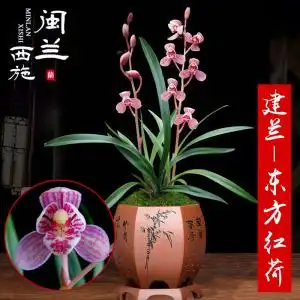 闽兰西施 建兰特金奖兰花苗东方红荷 矮种红花荷瓣名贵四季兰盆栽