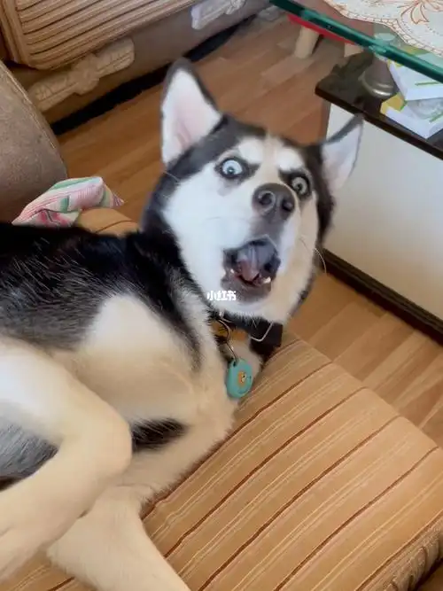 惊掉下巴的表情哈哈哈哈哈