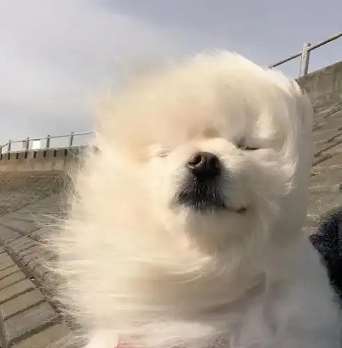 吹啊吹啊……内蒙古大风预警连发五天!