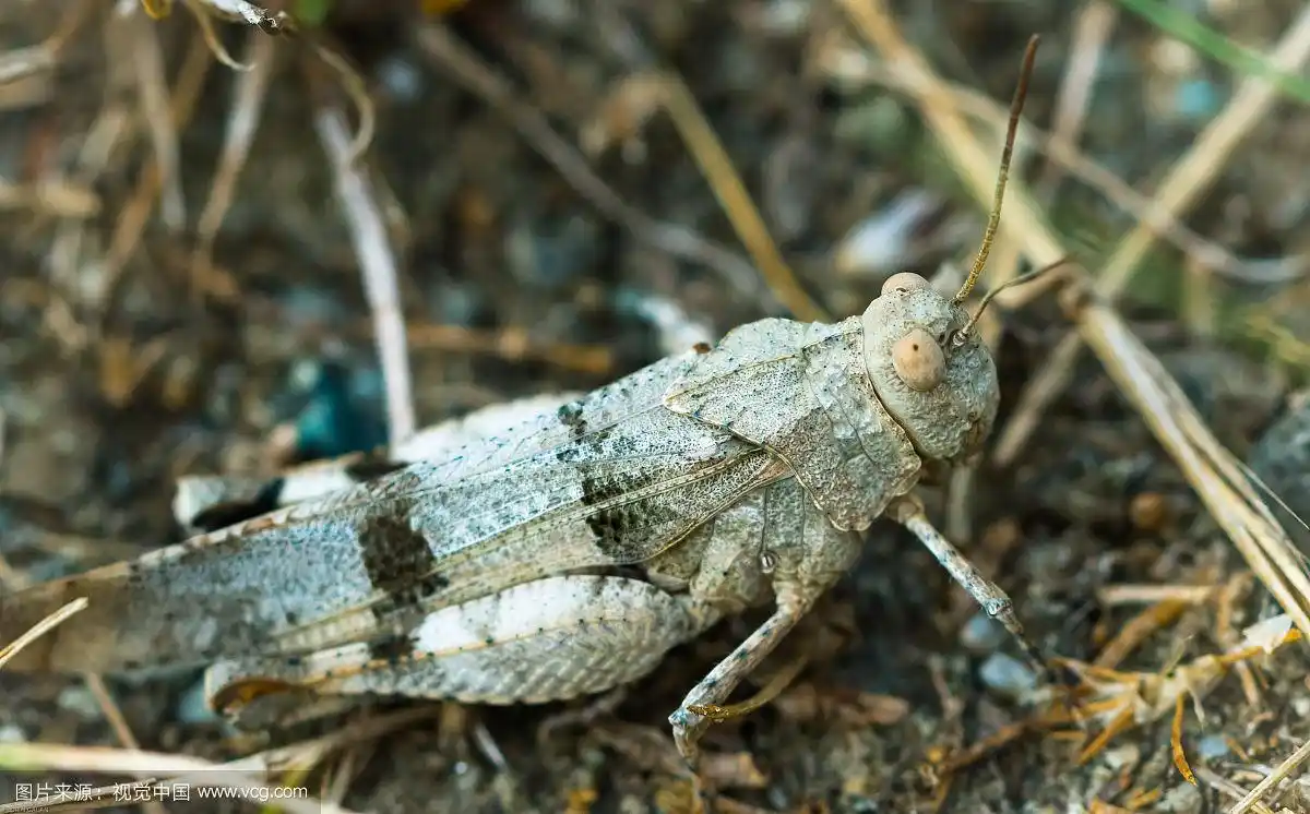 灰色蚱蜢的肖像