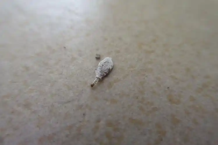 在家里墙壁上发现好多这种虫,请问叫什么虫,对人体有没有危害,有什么