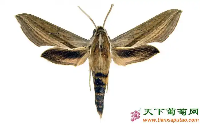 葡萄虫害雀纹天蛾