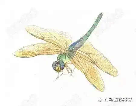 水墨画蜻蜓画法简单易学